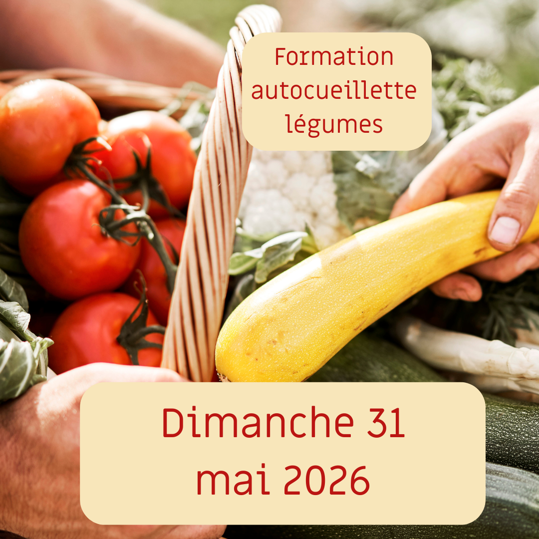 Formation à l&rsquo;auto-cueillette de légumes 🍆🥕🥒🥬
