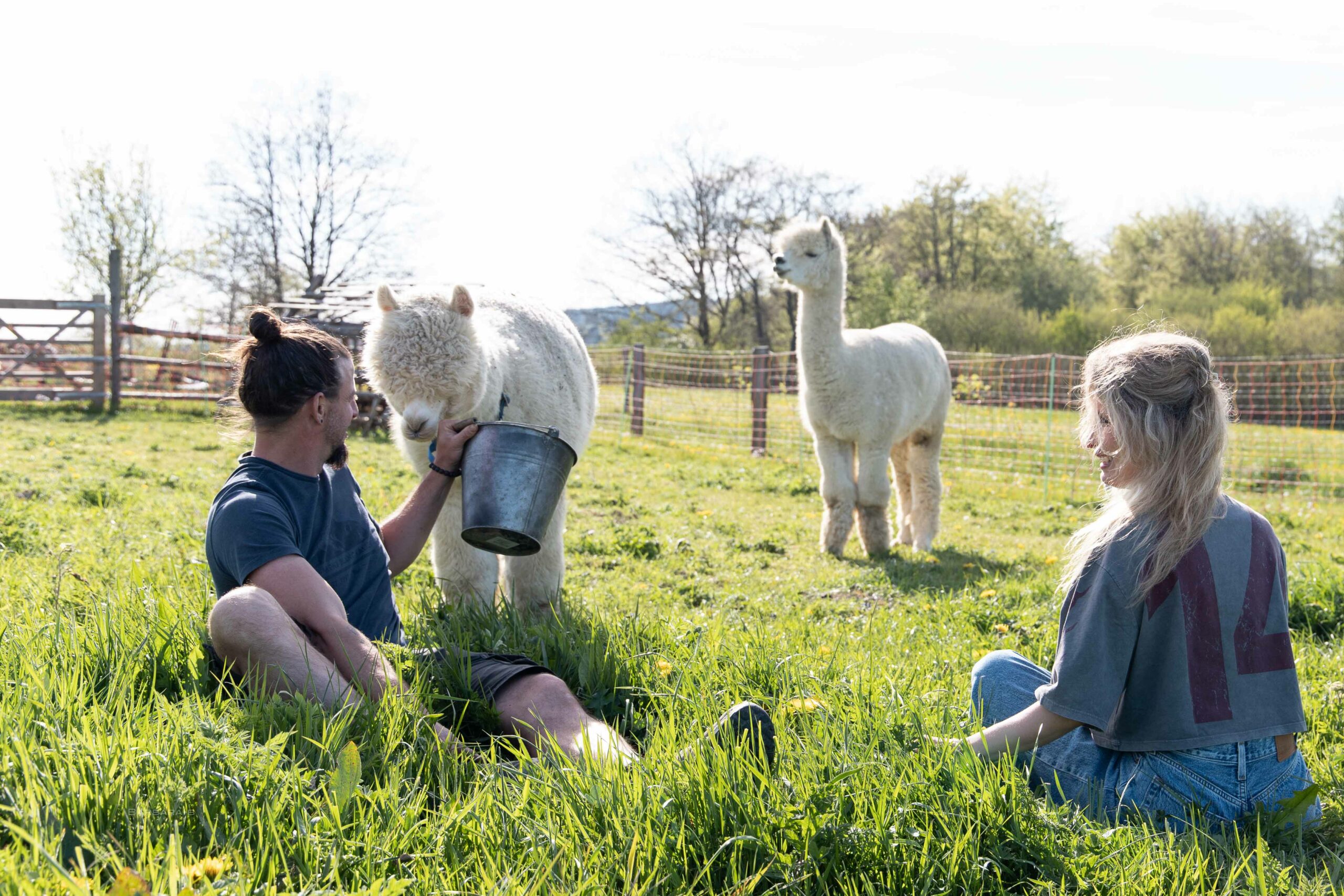 À la découverte de la permaculture, rencontre avec les alpagas & apéritif convivial 🌿🦙